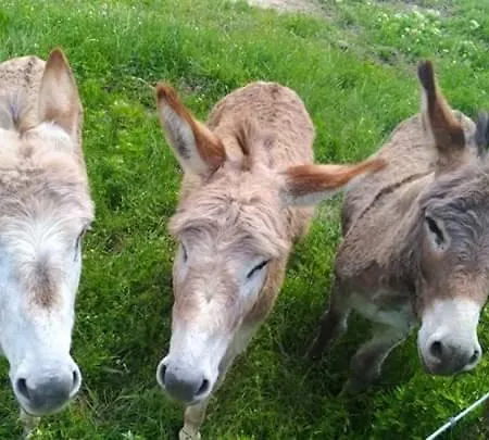 La Vite Rossa Farm stay *